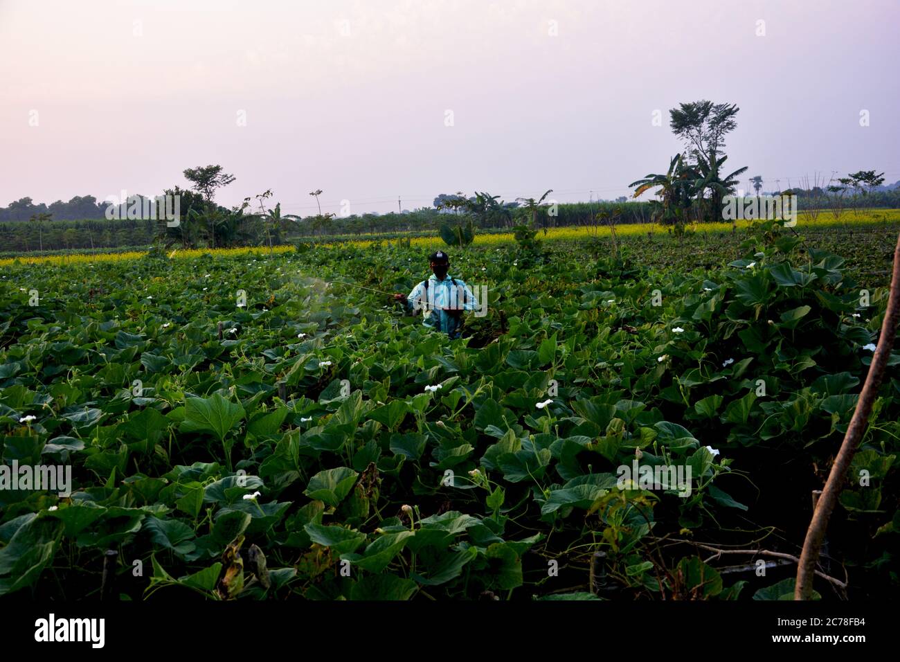 Un homme portant un masque, un chapeau, des lunettes et une veste imperméable pulvérisant des pesticides sur les plantes de calabash Banque D'Images