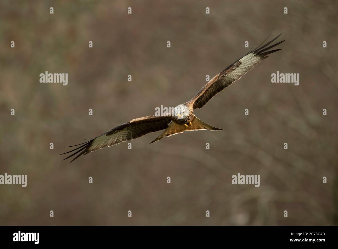 OISEAU. Red Kite, en vol, avec terrain en arrière-plan, pays de Galles, automne, Royaume-Uni Banque D'Images