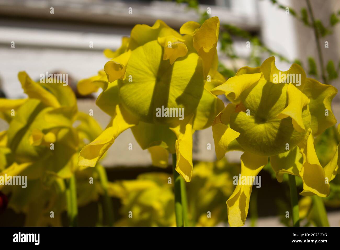 Gros plan sur les fleurs d'une plante de pichet jaune, Sarracenia flava ou Gelbe Schlauchpflanze Banque D'Images