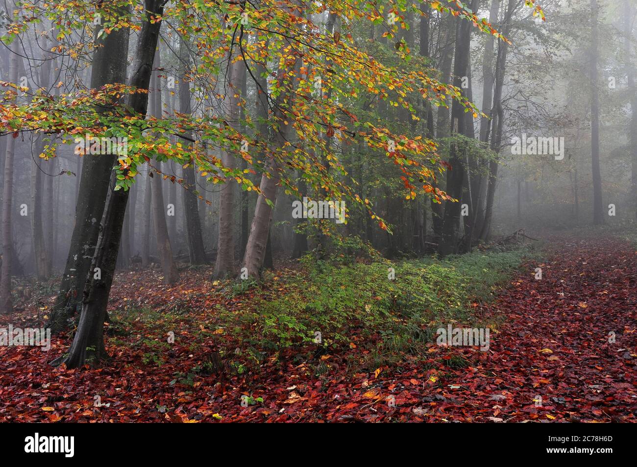 Plantation de Pigeonhouse près de Milton Abbas, Dorset, le matin d'automne brumeux Banque D'Images