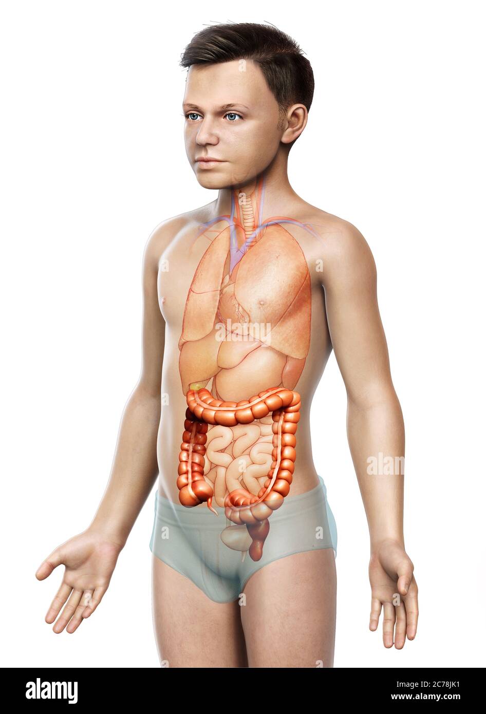 illustration médicale précise de l'anatomie du gros intestin du garçon rendue en 3d Banque D'Images