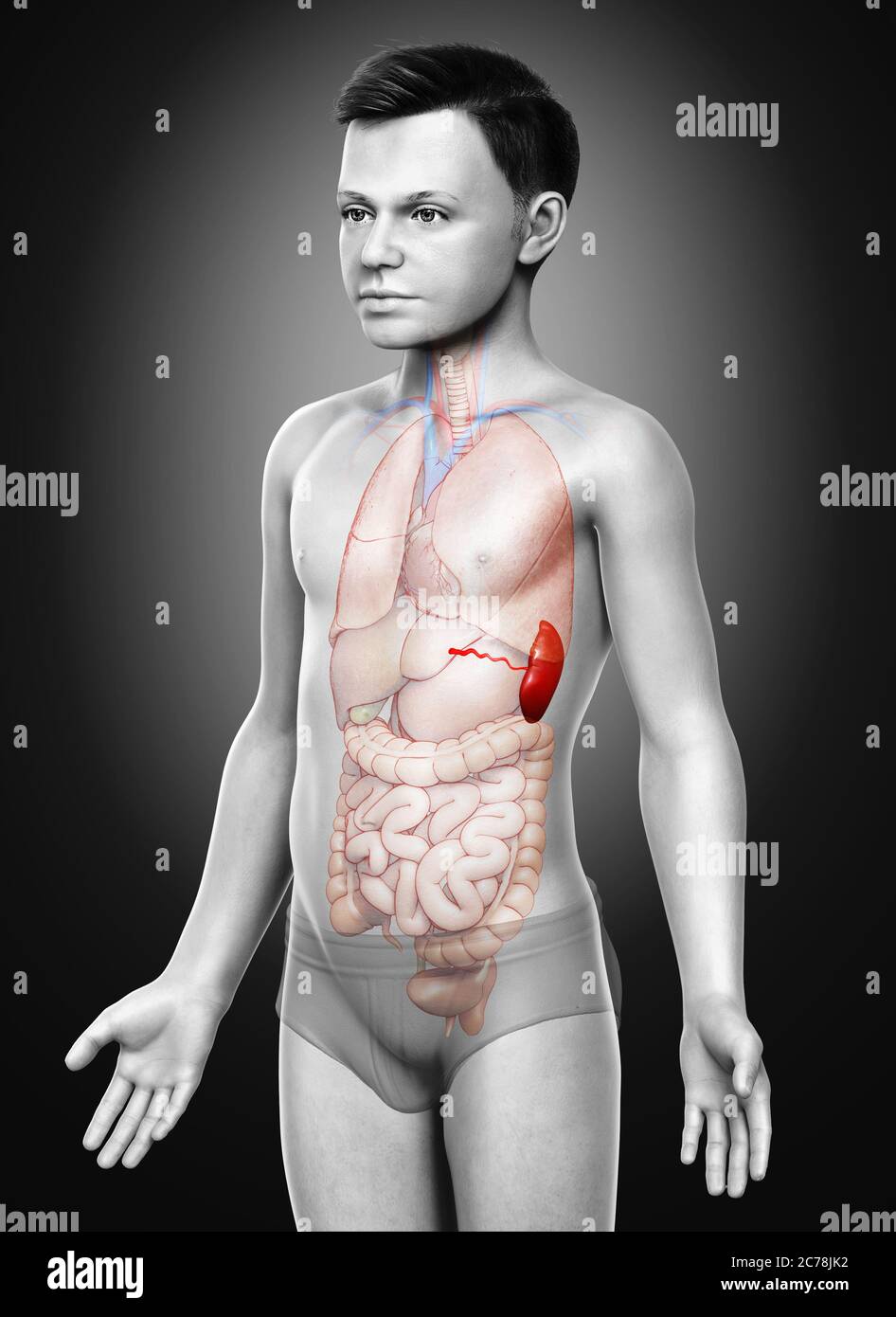 3d rendu, médicalement précis illustration d'une splénomée de jeune garçon Anatomie Banque D'Images