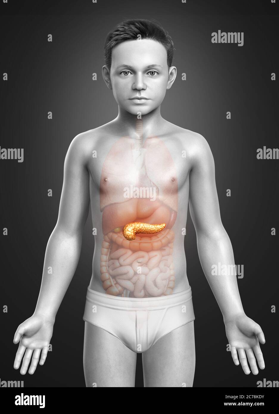 illustration médicale précise d'un pancréas de jeune fille rendue en 3d Banque D'Images