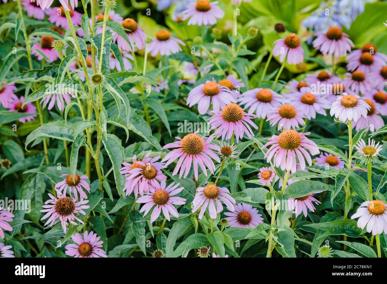 petite parcelle de lavande coneflowers au lever du soleil Banque D'Images