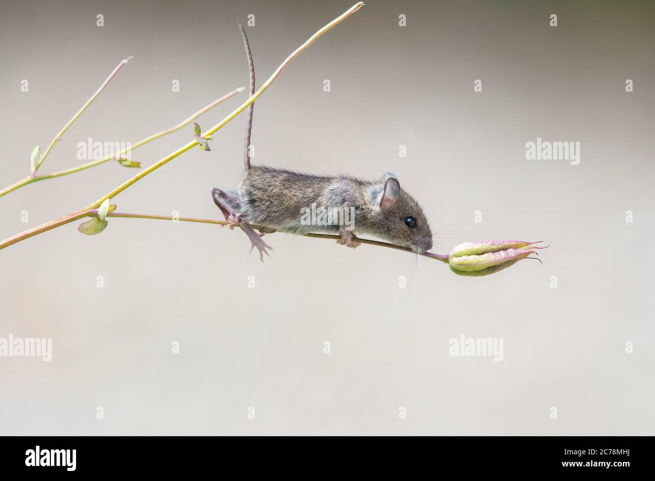 Souris de champ également connue sous le nom de souris de bois Apodemus sylvaticus plante d'escalade tiges dans le jardin britannique collectant des têtes de semis de fleurs Aquilegia - Écosse, Royaume-Uni Banque D'Images