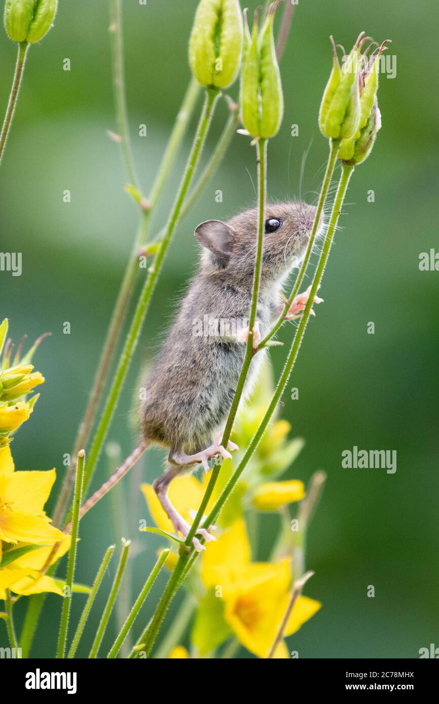 Souris de champ également connue sous le nom de souris de bois Apodemus sylvaticus plante d'escalade tiges dans le jardin britannique collectant des têtes de semis de fleurs Aquilegia - Écosse, Royaume-Uni Banque D'Images