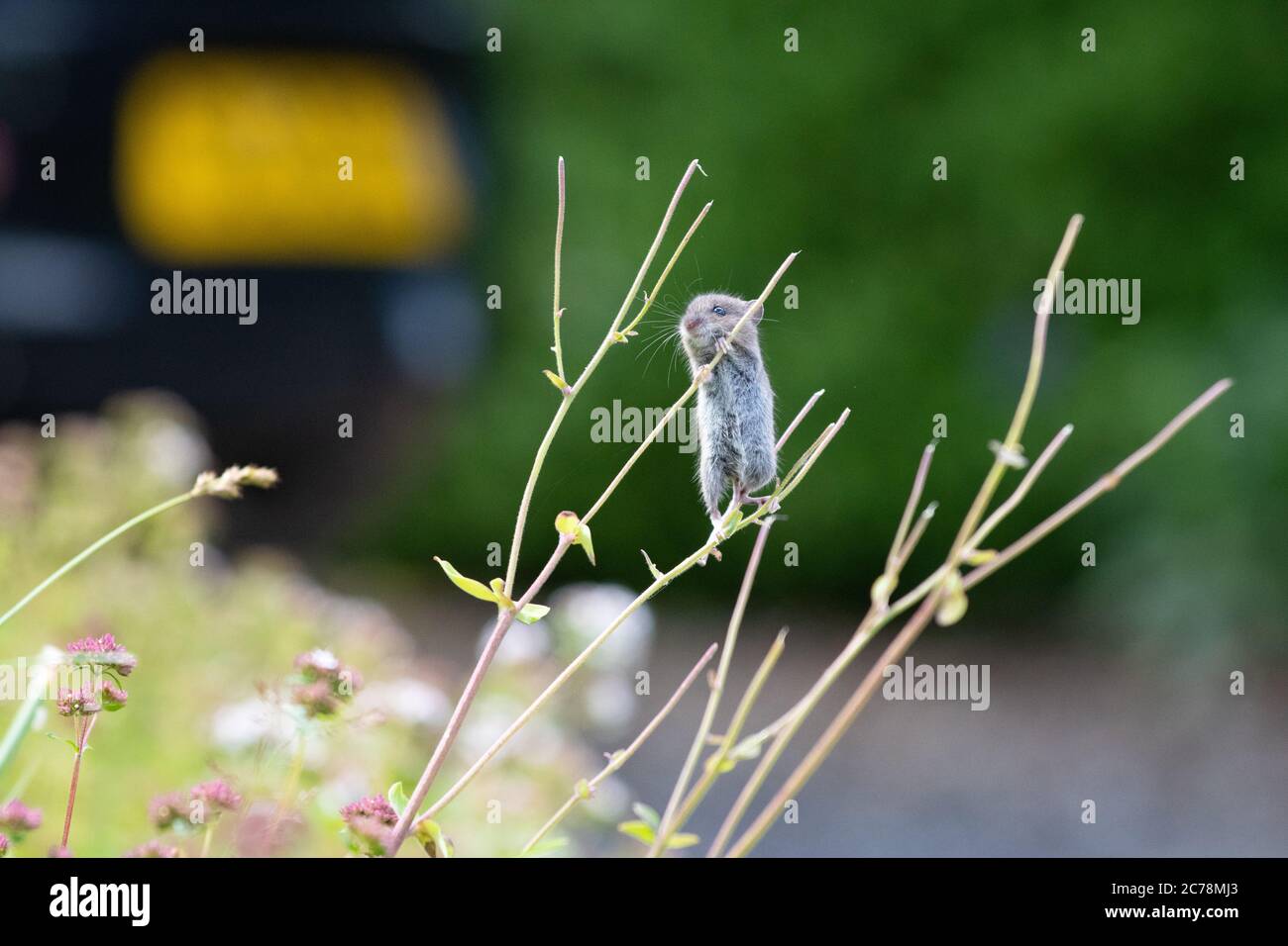 Wood Mouse Apodemus sylvaticus plante d'escalade tiges dans le jardin de la faune avant du Royaume-Uni avec voiture garée dans l'allée collectant les têtes de semis - Écosse, Royaume-Uni Banque D'Images