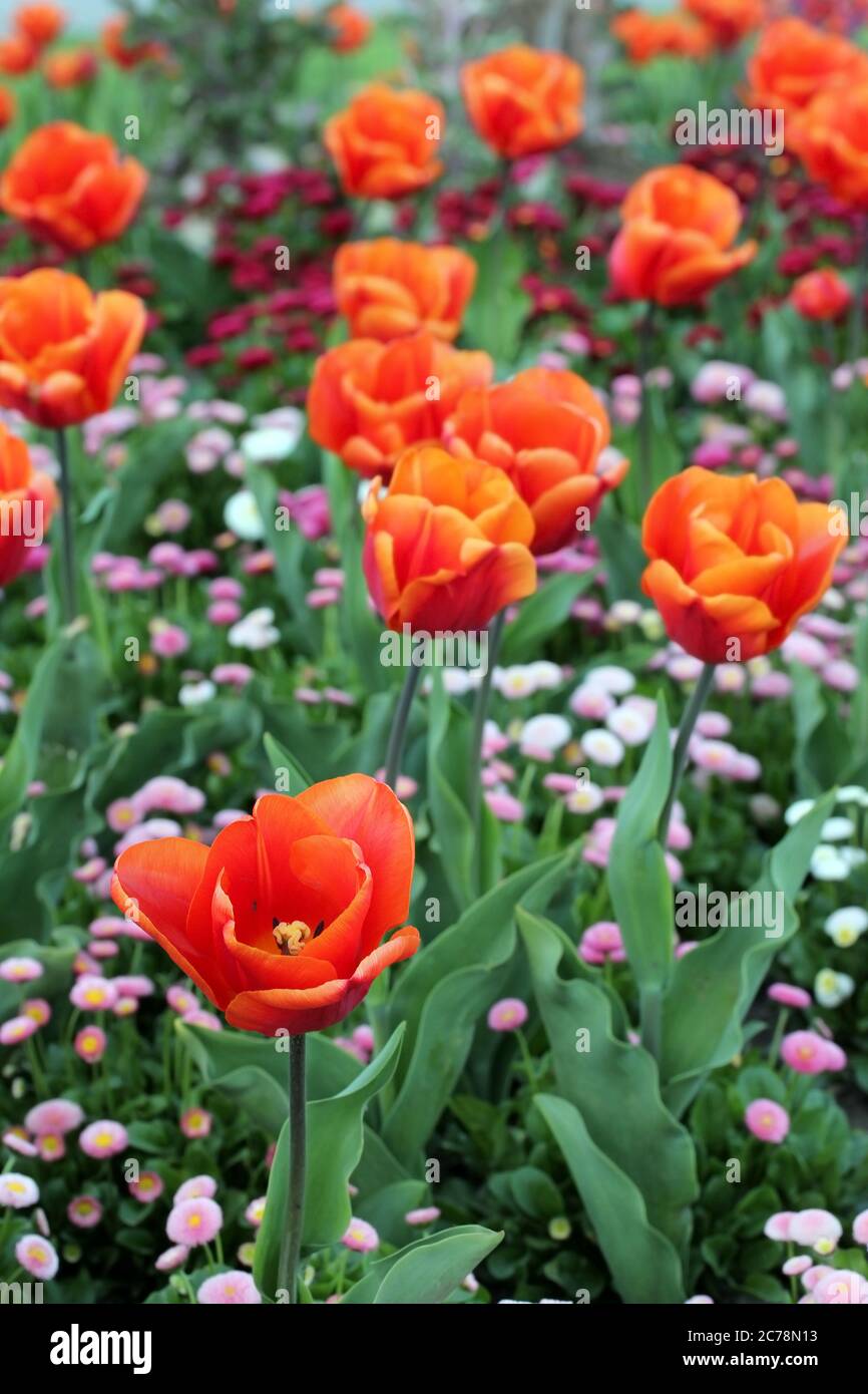 Tulipe commune Banque de photographies et d'images à haute résolution -  Alamy
