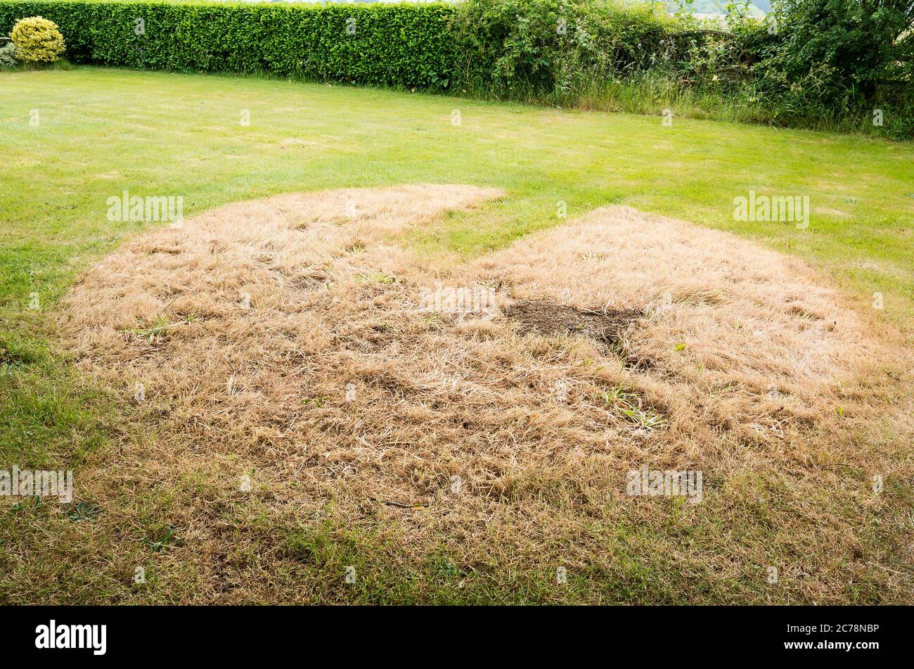 Les jonquilles naturalisés sont morts et la pelouse remterre, laissant une marque de conte de l'ancienne présence sur une pelouse dans un jardin anglais en juin Banque D'Images