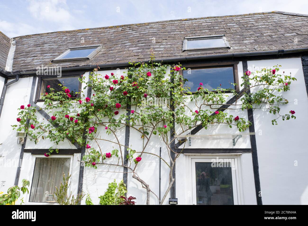 Roses grimpantes rouges Rosa Etoile de Hollande grandissent les murs peints en blanc d'une ancienne grange agricole avec des tuiles d'ardoise bleue dans le Wiltshire Royaume-Uni Banque D'Images