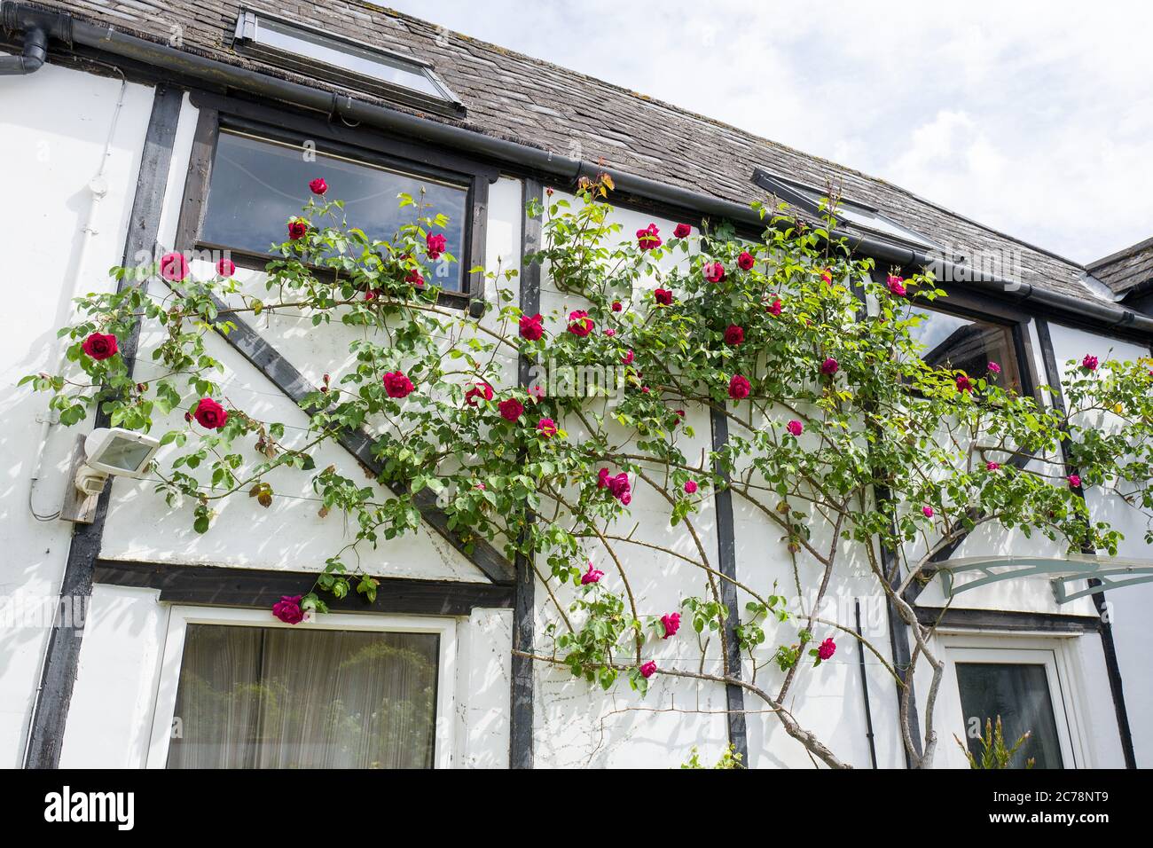 Roses grimpantes rouges Rosa Etoile de Hollande grandissent les murs peints en blanc d'une ancienne grange agricole dans le Wiltshire au Royaume-Uni Banque D'Images