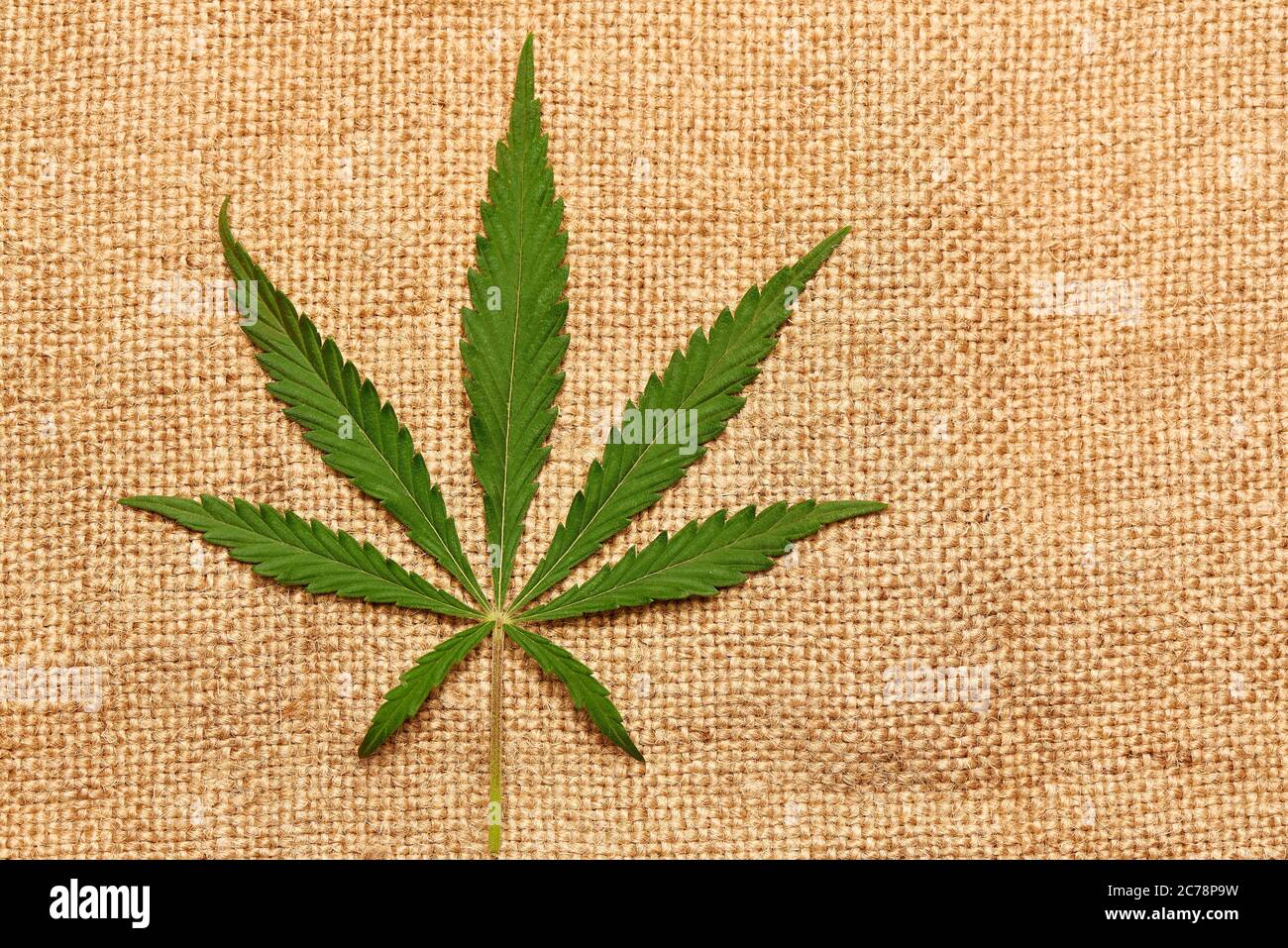 Feuille de cannabis sur fond de toile de fond avec espace pour copier. Banque D'Images