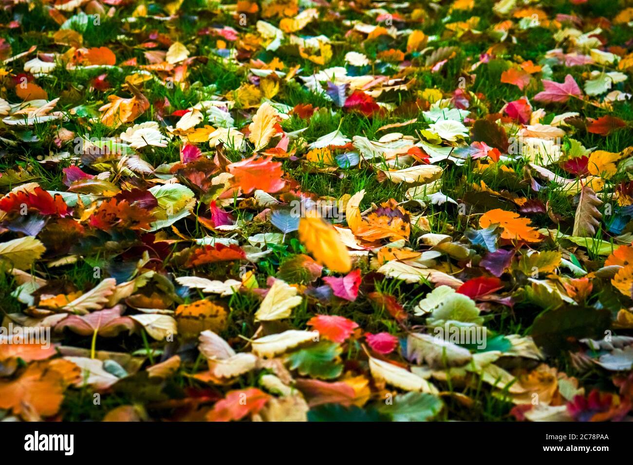 Automne. Feuilles mouillées multicolores. Banque D'Images