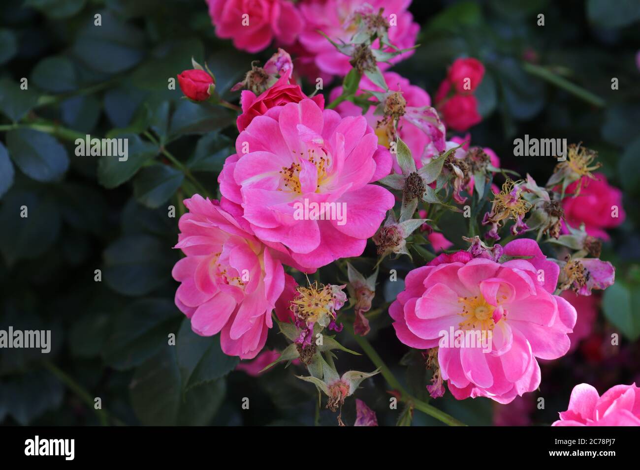 roses en fleur et flétrissent Banque D'Images