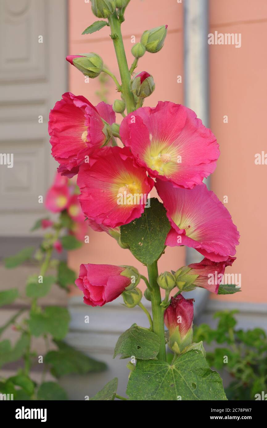 rose hollyhock en fleur Banque D'Images