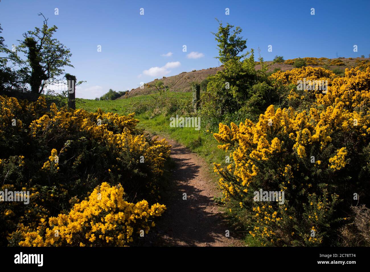Wild Gorse, Co. Antrim, Carnmoney Hill Banque D'Images