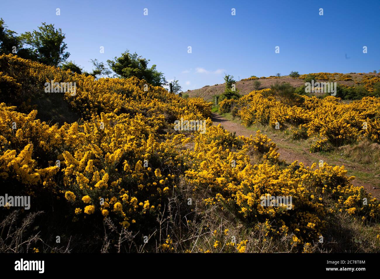 Wild Gorse, Co. Antrim, Carnmoney Hill Banque D'Images