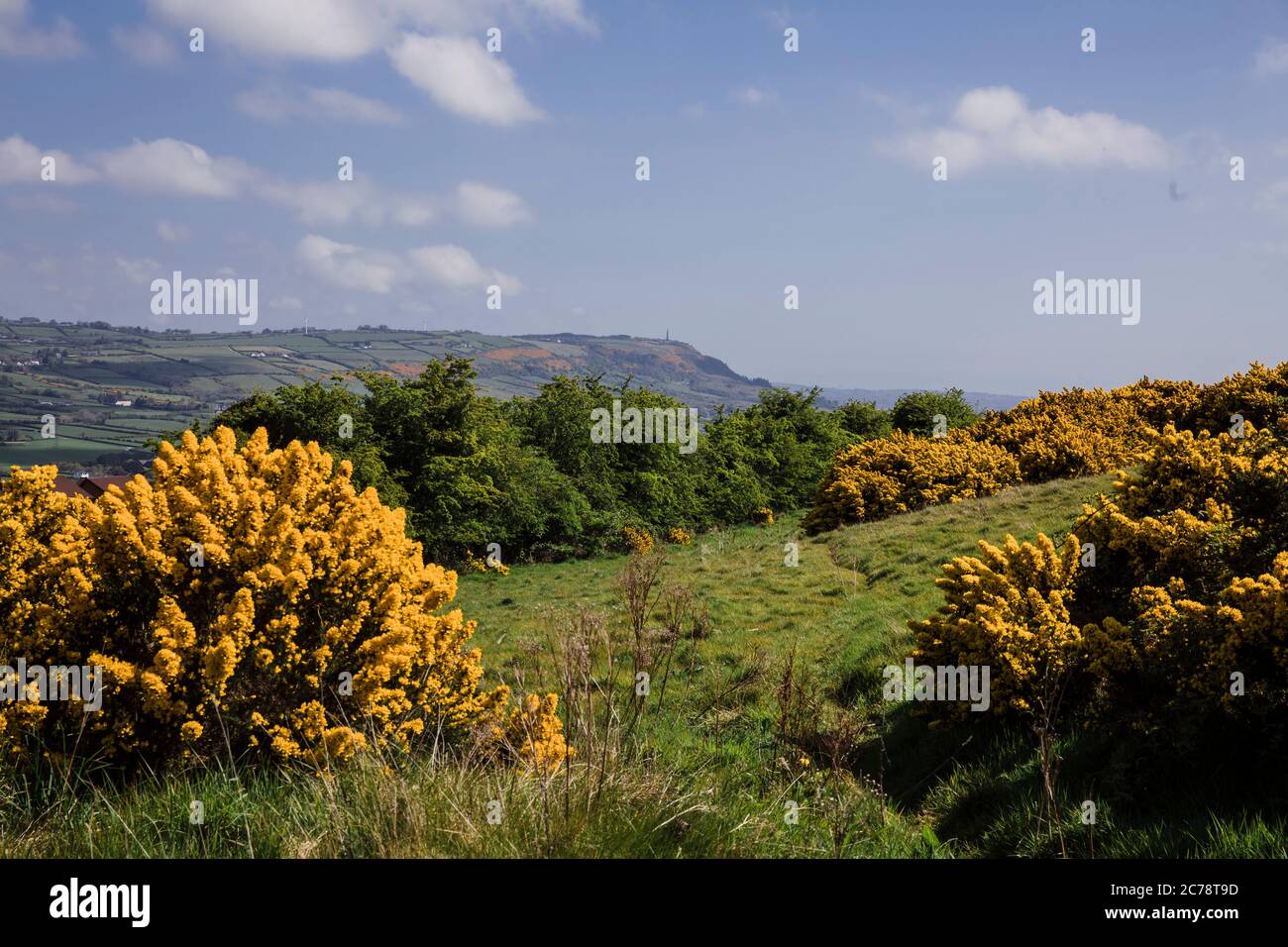 Wild Gorse, Co. Antrim, Carnmoney Hill Banque D'Images