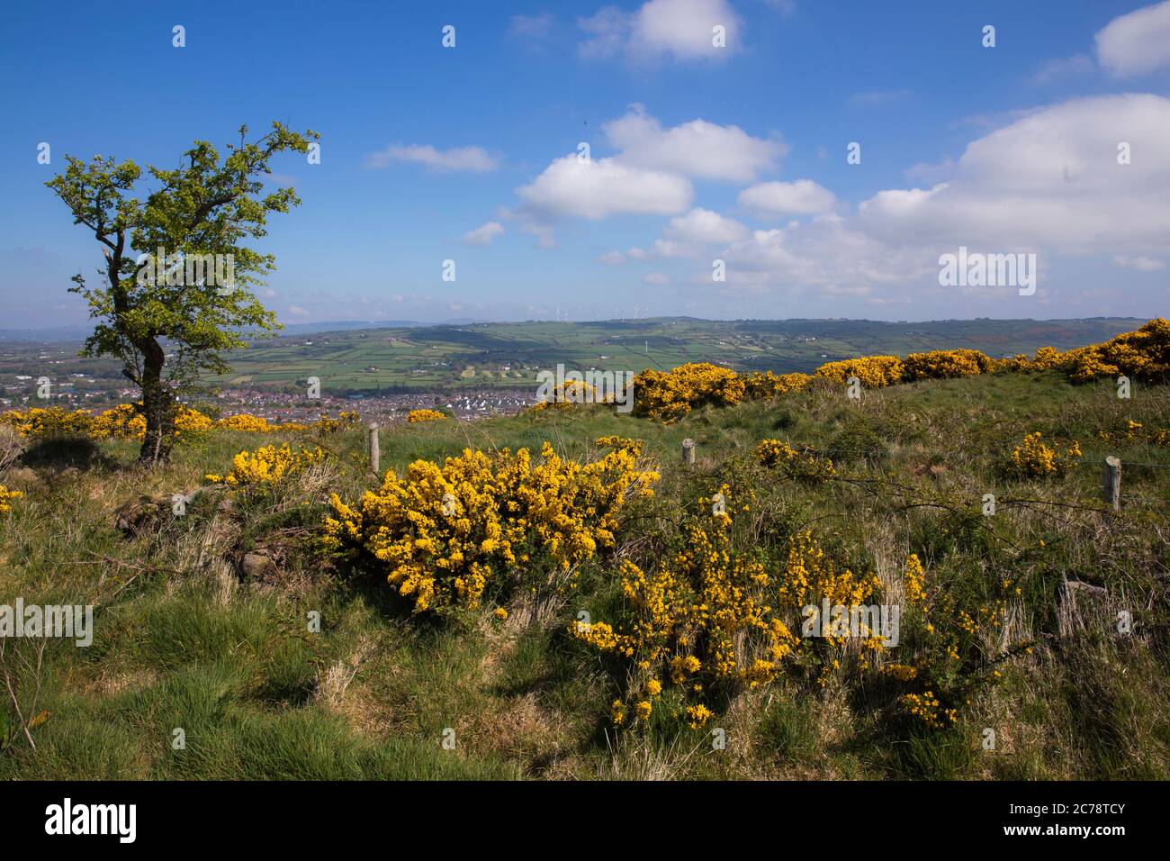 Wild Gorse, Co. Antrim, Carnmoney Hill Banque D'Images