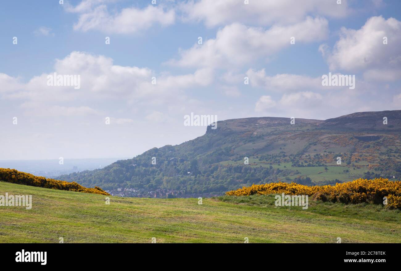 Wild Gorse, Co. Antrim, Carnmoney Hill Banque D'Images