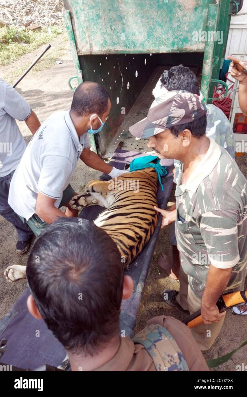 Nagaon, Assam / Inde -juillet 15 2020: Un tigre du Bengale royal de 2 ans sauvé par le département de la forêt d'Assam après avoir tranquillisé le cub qui abritait dans une maison près du village de Kothori sous la zone du parc national de Kaziranga dans le district de Nagaon d'Assam mercredi. En raison de la forte inondation dans le parc national, le cub a cherché un abri sûr et est entré dans l'homme. Crédit : DIGANTA TALUKDAR/Alay Live News Banque D'Images