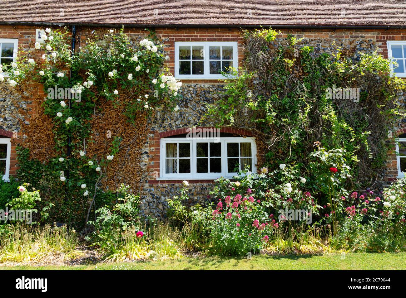 Cottage anglais et jardin de chalet avec plantes grimpantes sur les murs en été; Dalham village, Dalham Suffolk Angleterre Royaume-Uni Banque D'Images