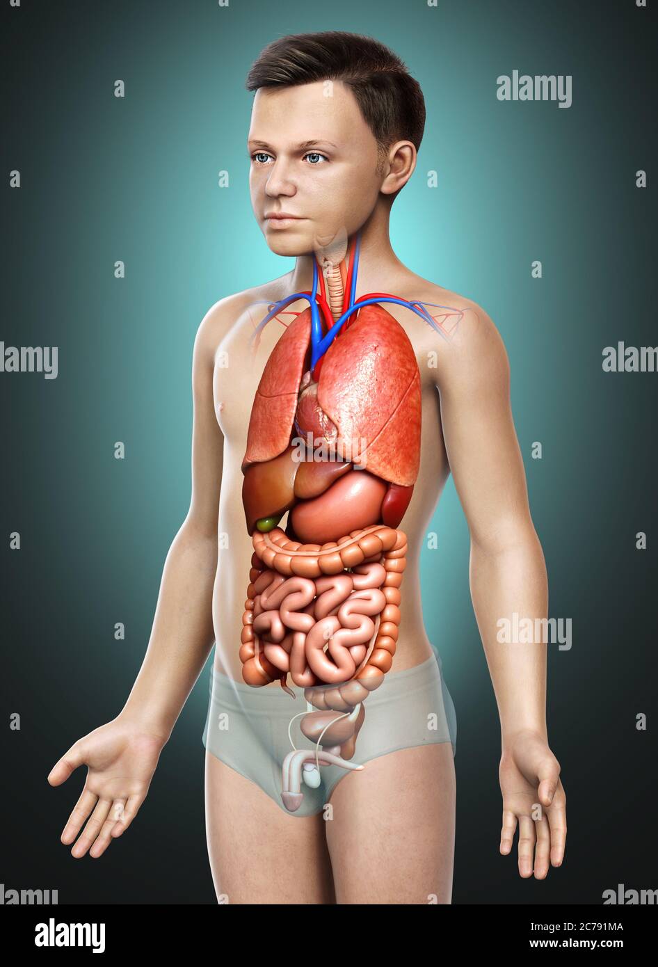 3d rendu médicalement précis illustration des organes internes du garçon Banque D'Images