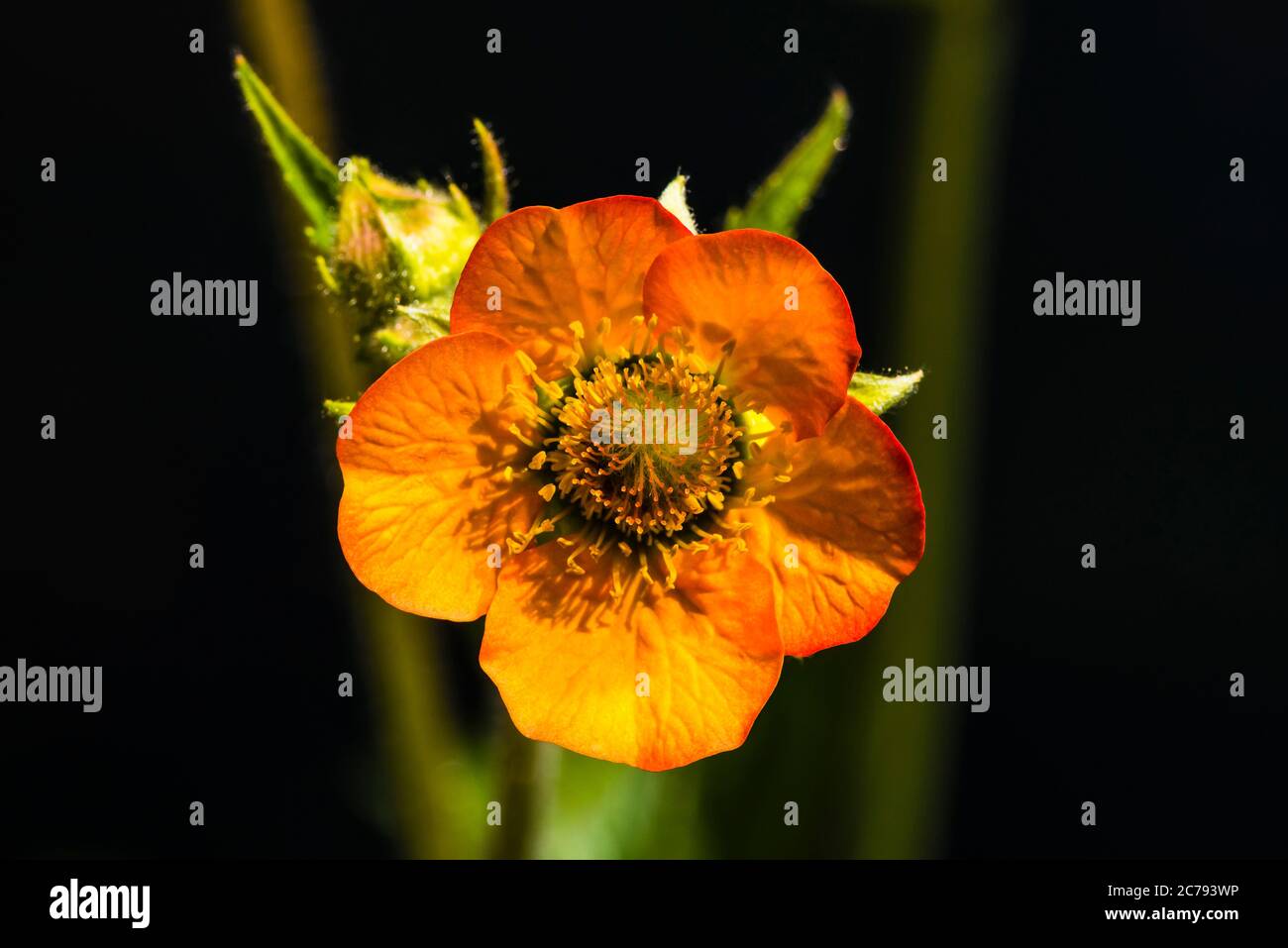 Gros plan d'une fleur de Geum chiloose 'Mrs J Bradshaw' sur fond vert Banque D'Images