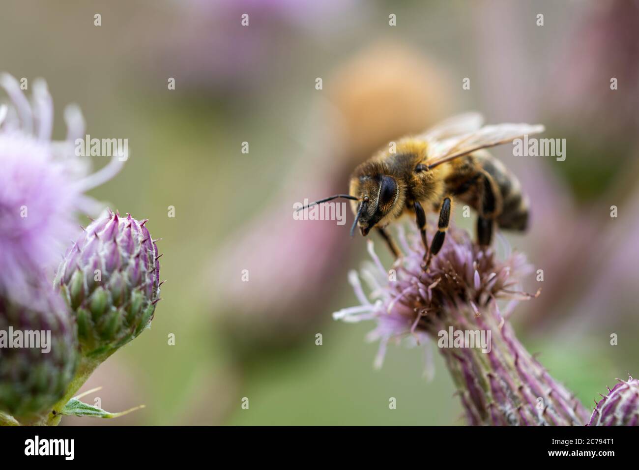 Abeille sur un chardon violet fleur de recueillir le pollen et regarder dans la caméra. Concepts de l'apiculture, de la pollinisation naturelle, de l'écosystème en danger Banque D'Images