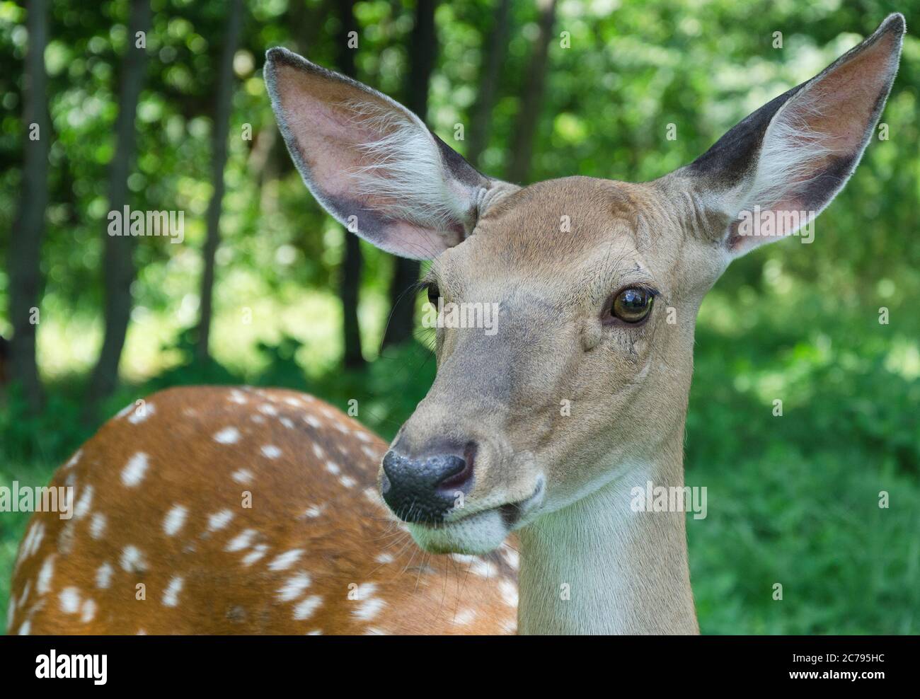 cerf dans le parc 23 Banque D'Images