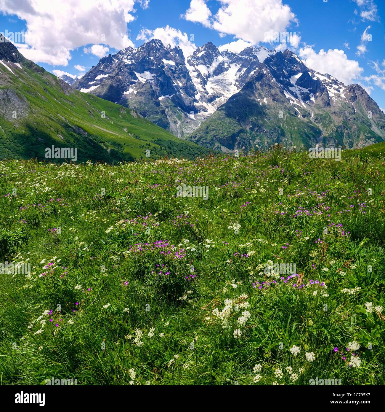 Prairies verdoyantes, fleurs alpines et pics alpins, Parc national des Ecrins, Alpes françaises, France Banque D'Images