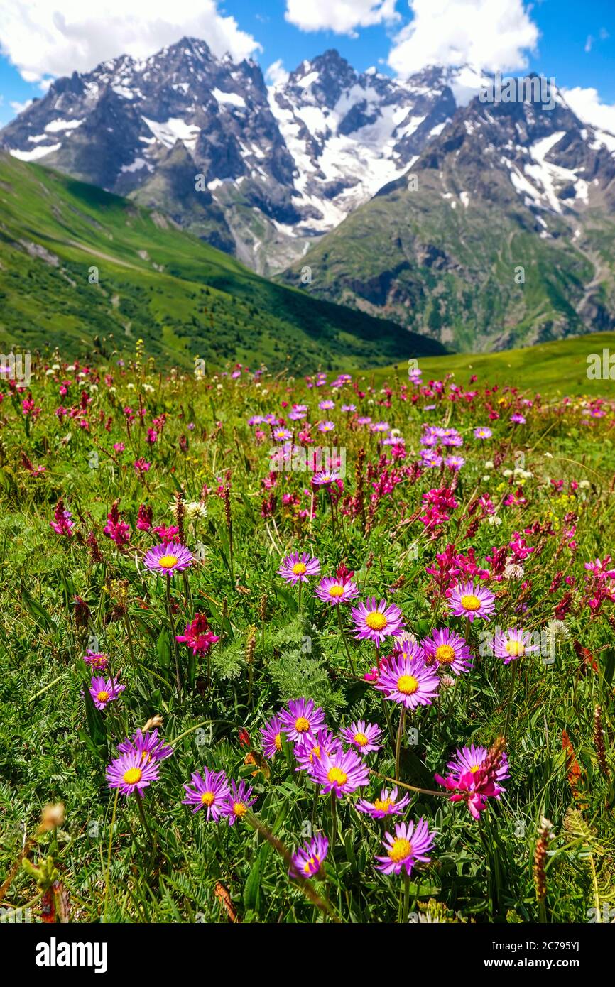 Prairies verdoyantes, fleurs alpines et pics alpins, Parc national des Ecrins, Alpes françaises, France Banque D'Images