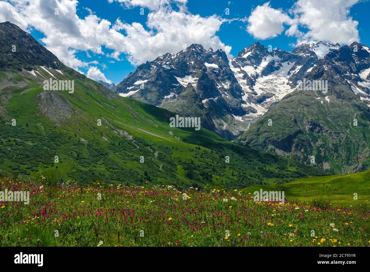 Prairies verdoyantes, fleurs alpines et pics alpins, Parc national des Ecrins, Alpes françaises, France Banque D'Images