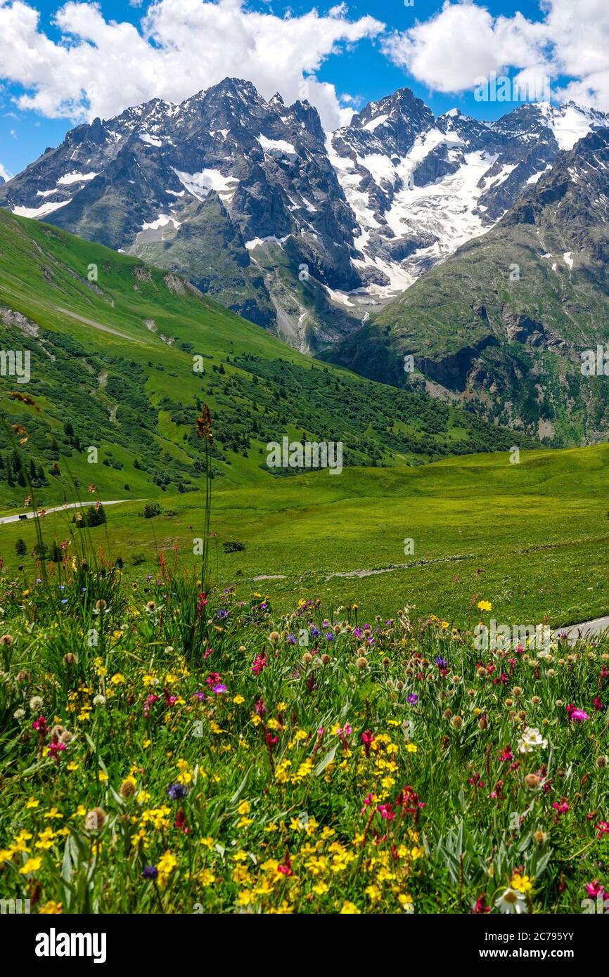 Prairies verdoyantes, fleurs alpines et pics alpins, Parc national des Ecrins, Alpes françaises, France Banque D'Images