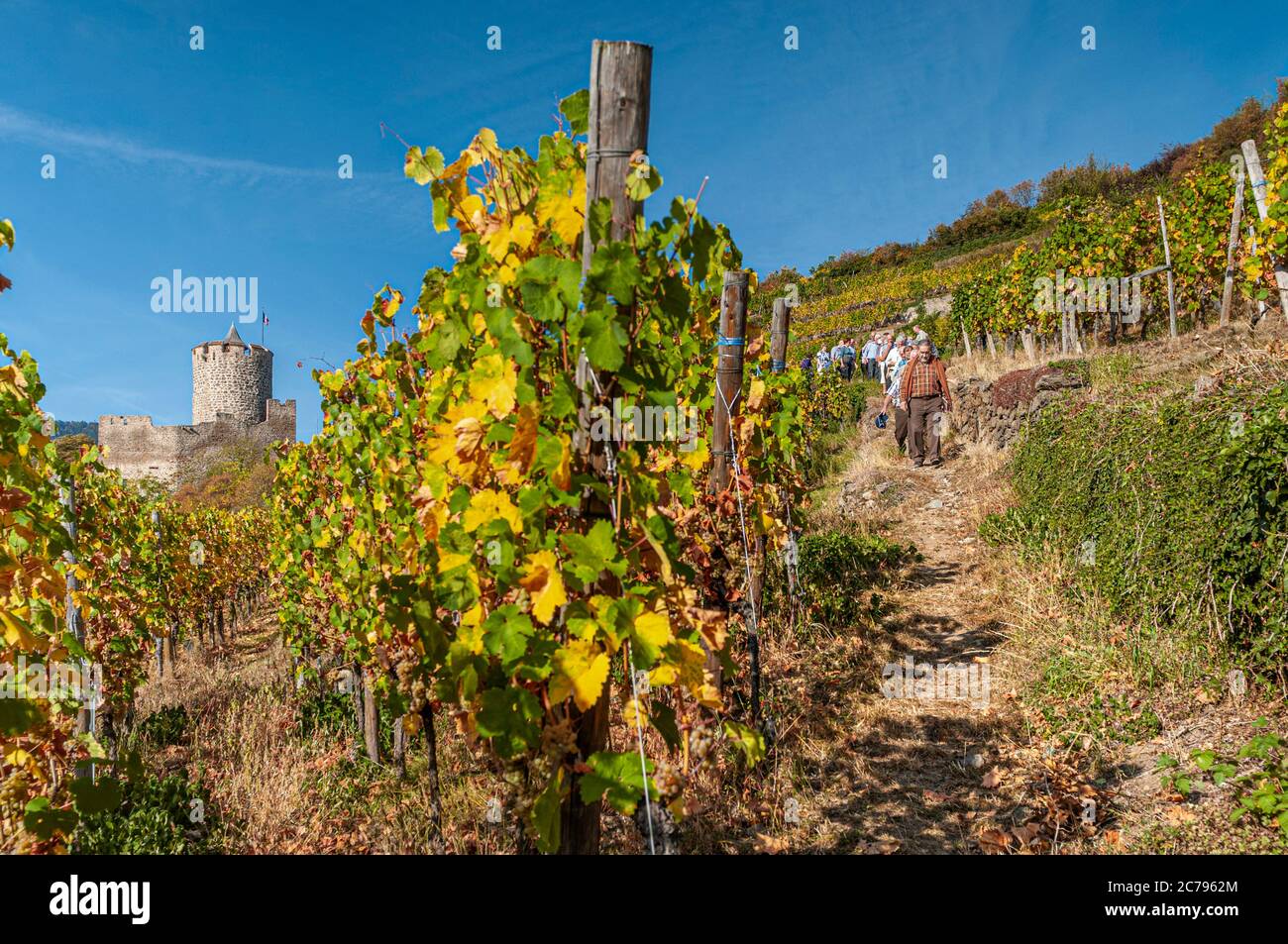 Les promeneurs du vignoble sur la visite guidée à pied des vignes du Grand cru Schlossberg en automne avec le château de Kaysersberg derrière Kaysersberg Alsace France Banque D'Images