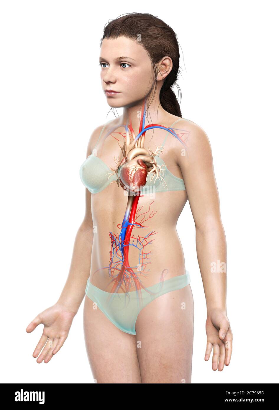 3d rendu médicalement précis illustration du cœur de la jeune fille Banque D'Images