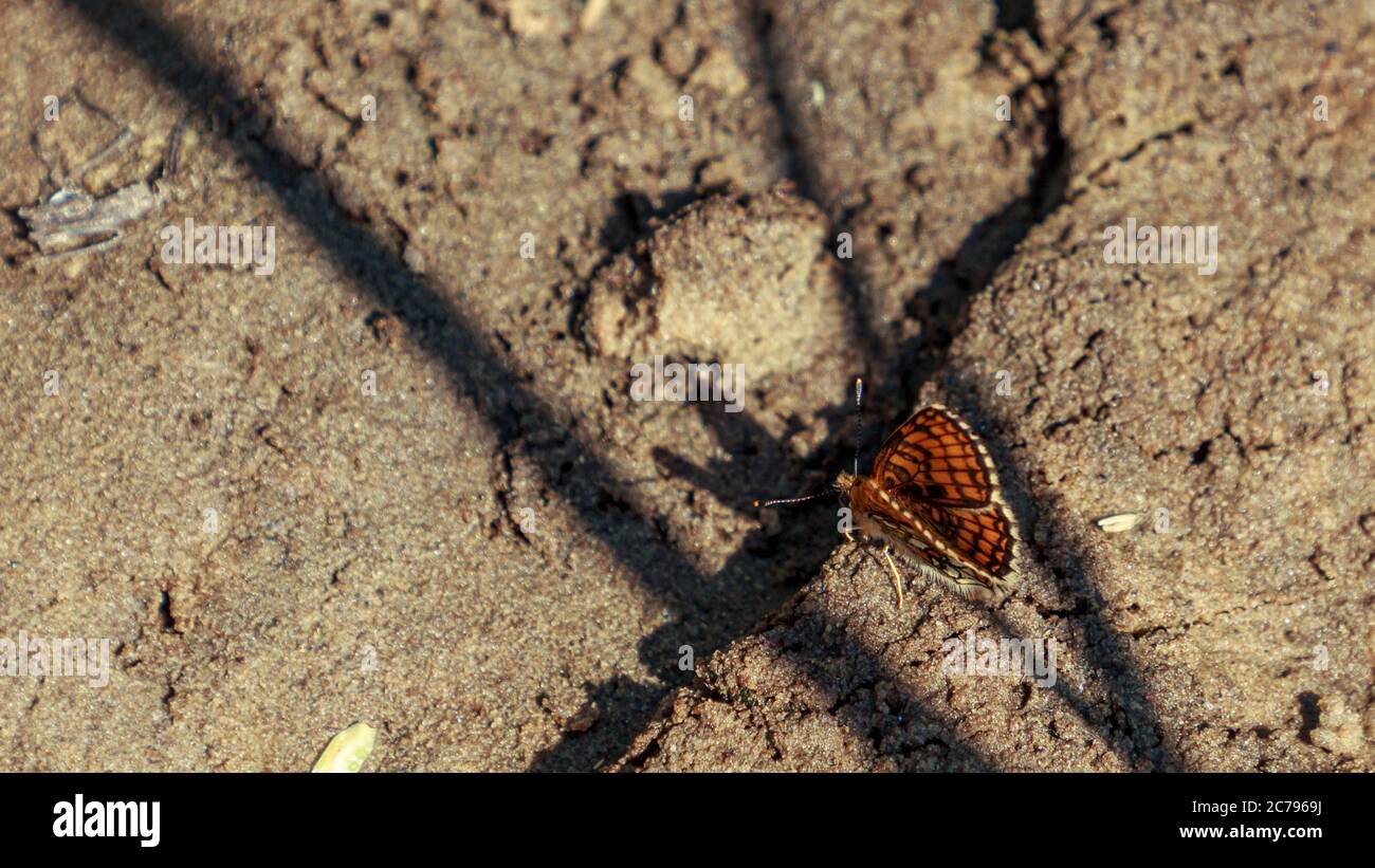 Papillon de couleur brun et orange varié dans le sable, avec ailes ouvertes et ombre Banque D'Images