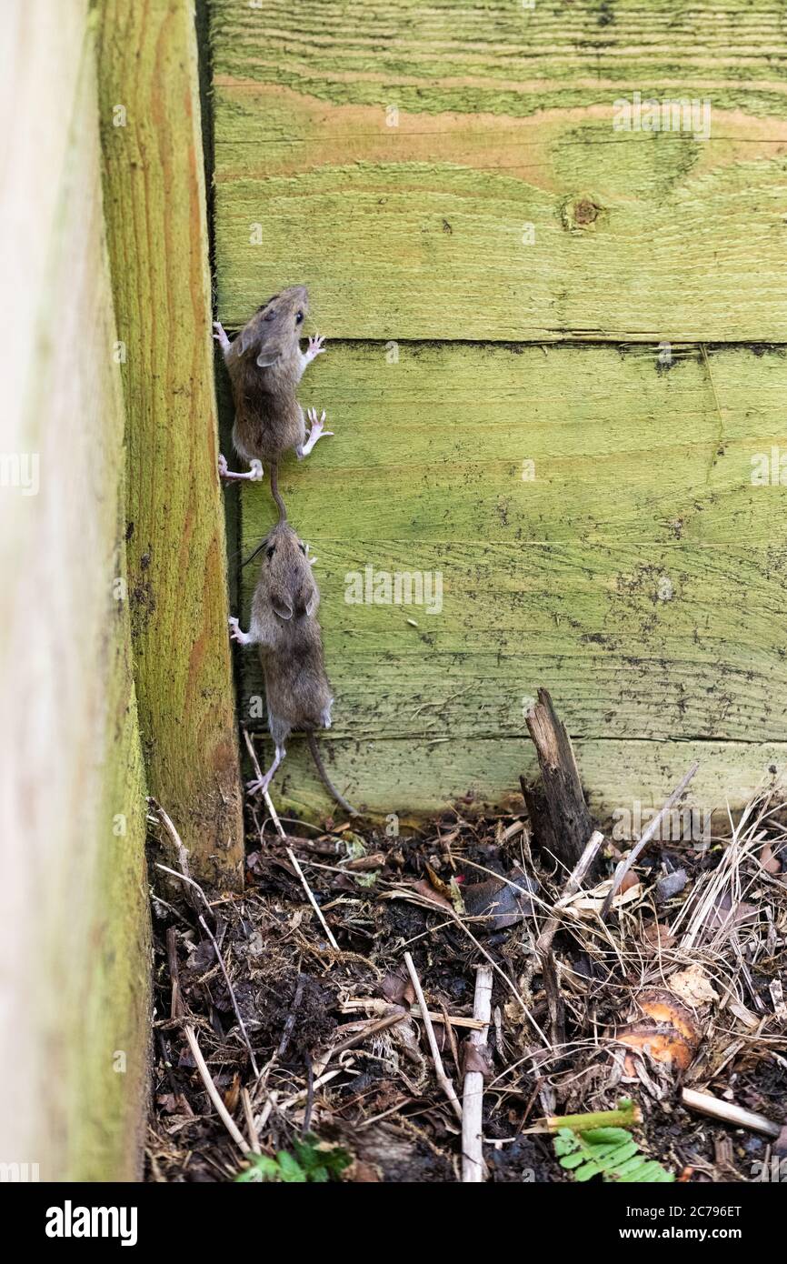 Souris en bois également connue comme une souris de champ Apodemus sylvaticus grimper hors de la corbeille de compost en bois lorsqu'elle est perturbée pendant le virage dans le jardin britannique Banque D'Images