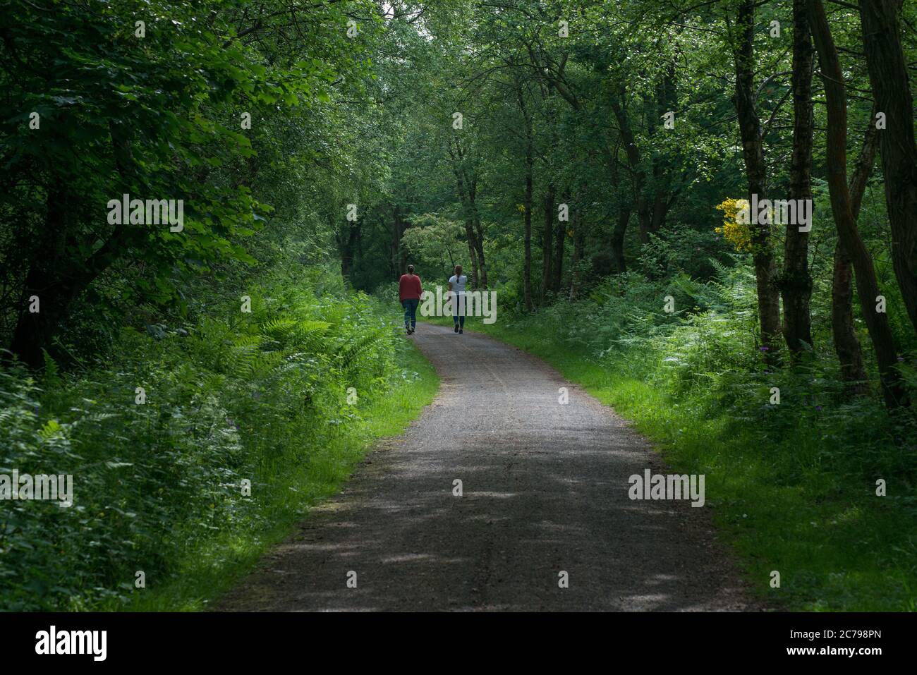 deux femelles se promenant le long d'une allée feuillue bordée d'arbres, le long d'une chaude journée ensoleillée au début de l'été Banque D'Images