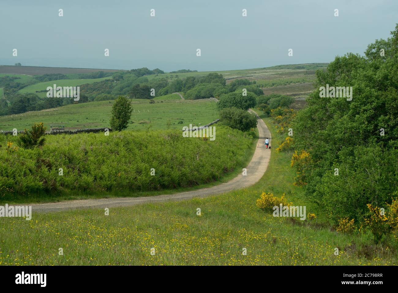 personne seule marchant sur ses chiens le long d'un chemin de campagne en courbe avec des terres agricoles et des landes de chaque côté Banque D'Images