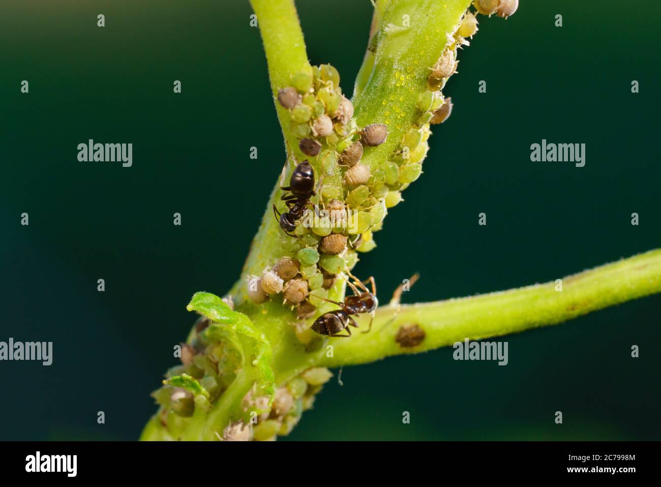 Colonie d'pucerons et de fourmis sur les plantes de jardin Banque D'Images