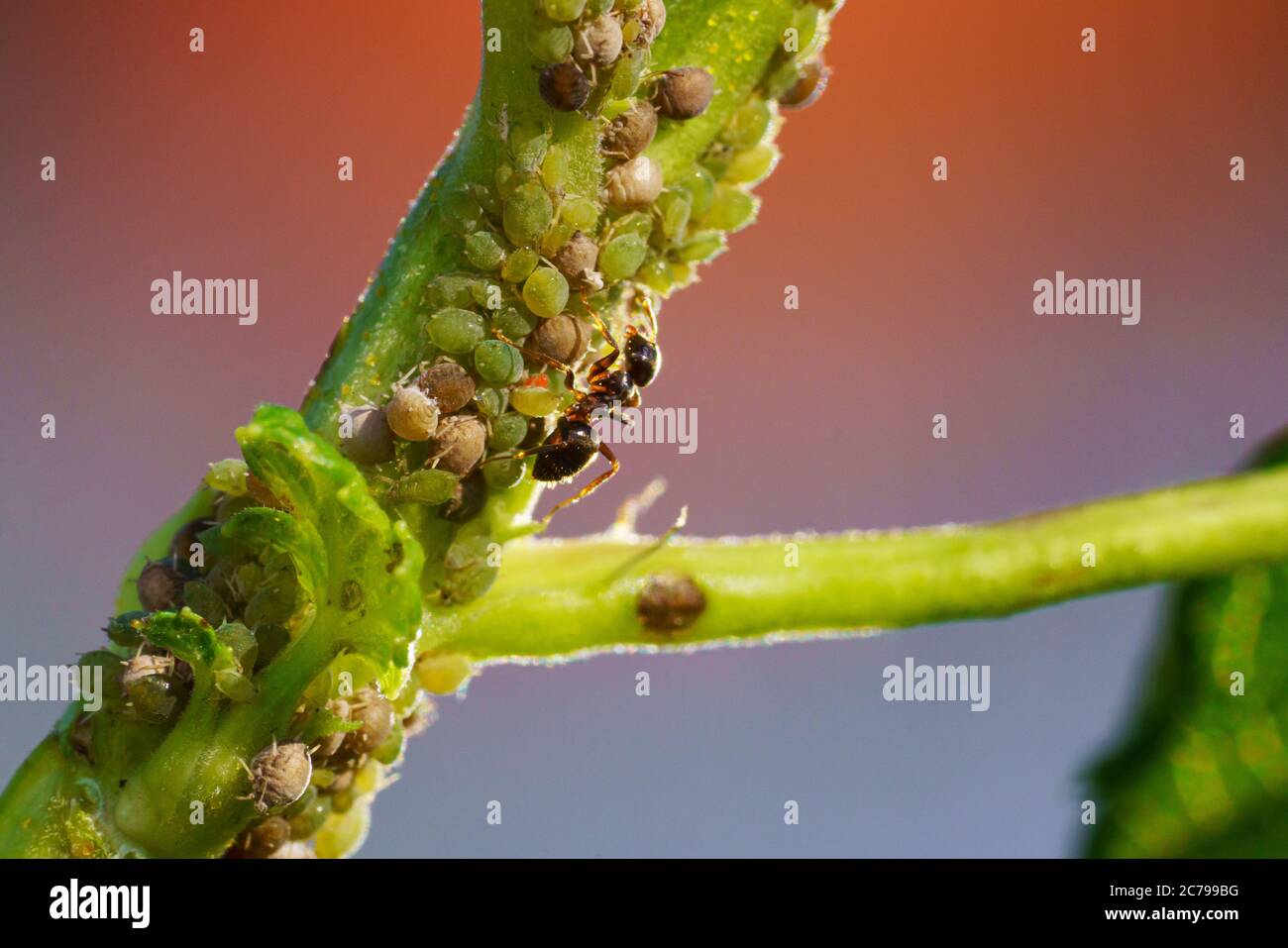 Colonie d'pucerons et de fourmis sur les plantes de jardin Banque D'Images