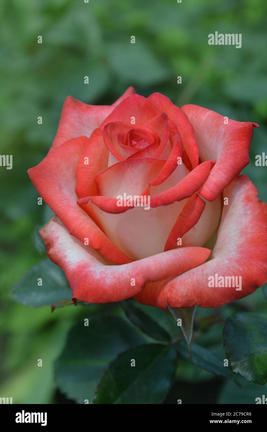 Les roses blanches et rouges fleurissent dans le jardin. Rose blanche et  rouge dans un jardin. Imperatrice Farah Photo Stock - Alamy