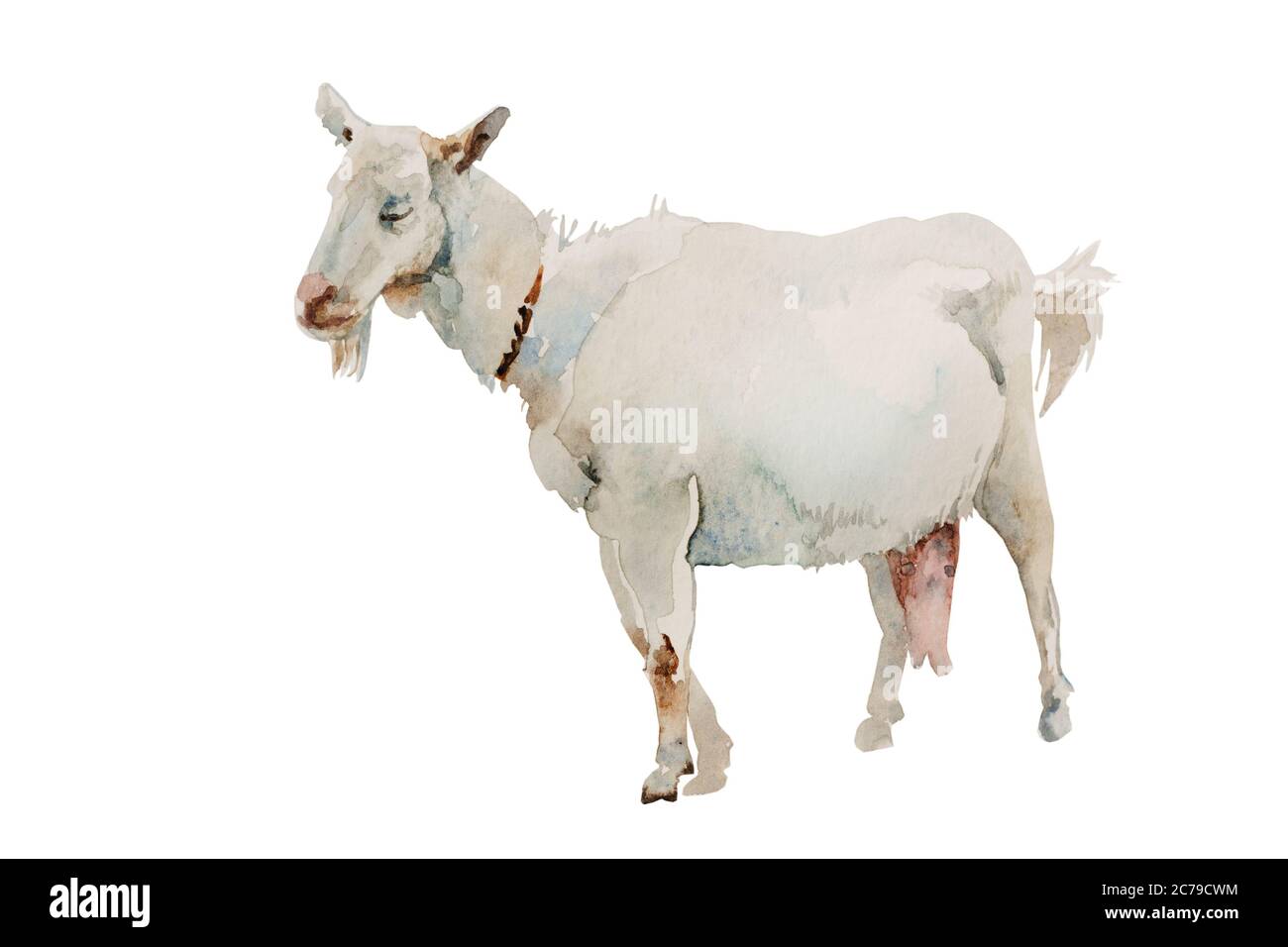 Femelle de chèvre blanc aquarelle isolée sur fond blanc. Illustration originale d'un animal de ferme. Banque D'Images