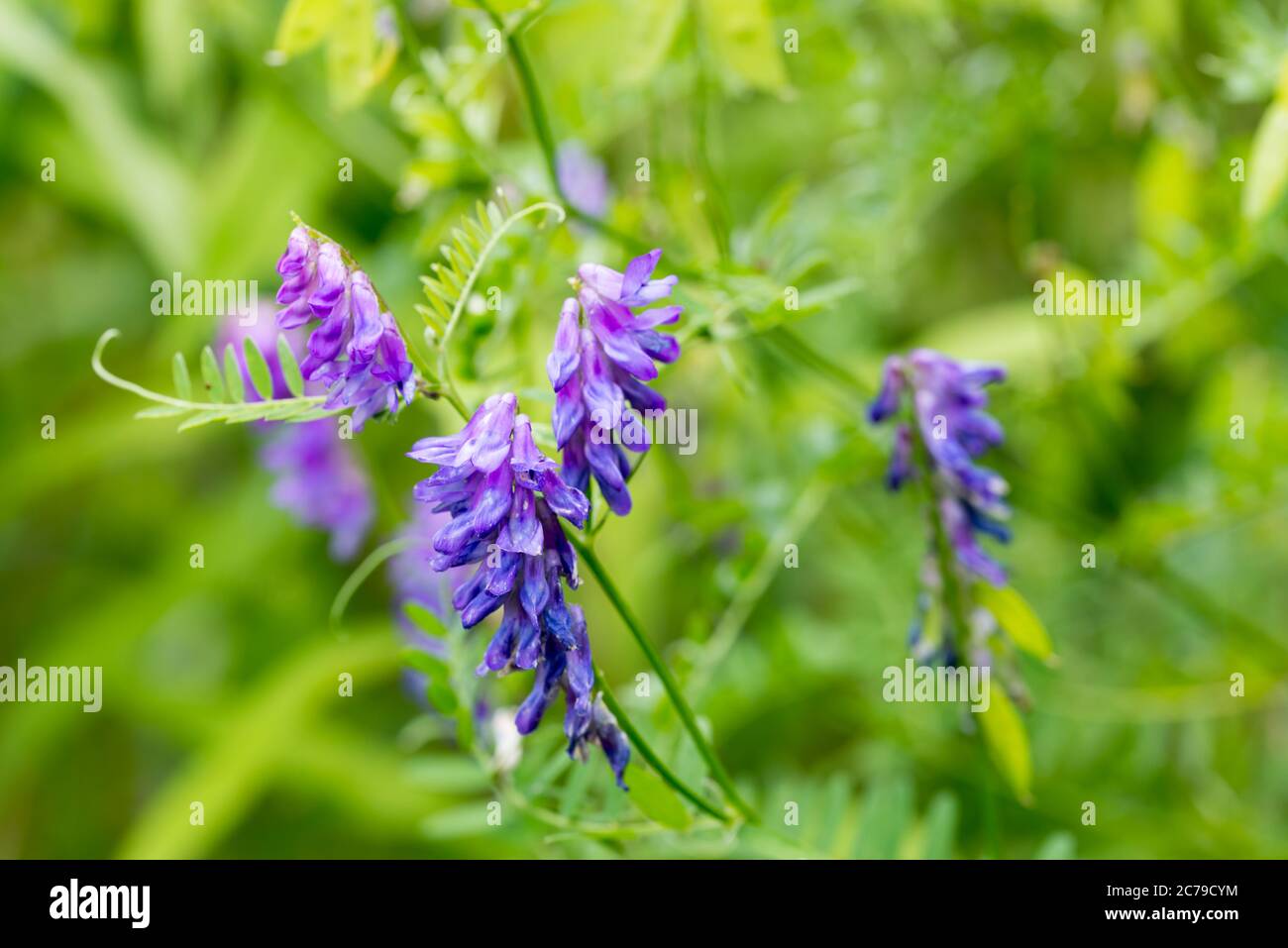 Vicia craca, (vesce touffeté, vesce de vache, vesce d'oiseau, vesce bleue) fleurs violettes dans le pré sélectif foyer macro Banque D'Images