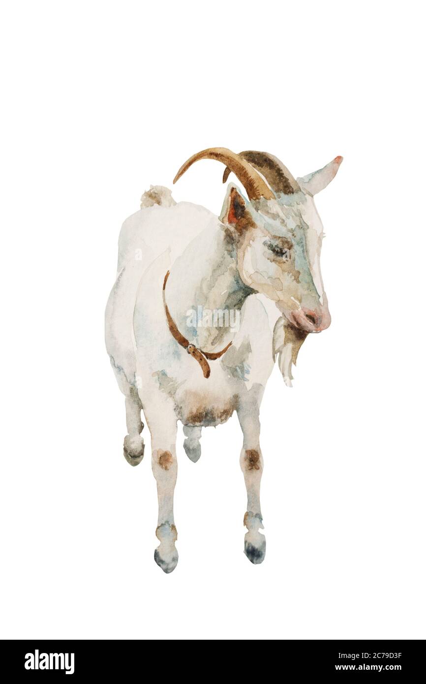 Mâle de chèvre aquarelle isolé sur fond blanc. Illustration originale d'un animal de ferme. Banque D'Images
