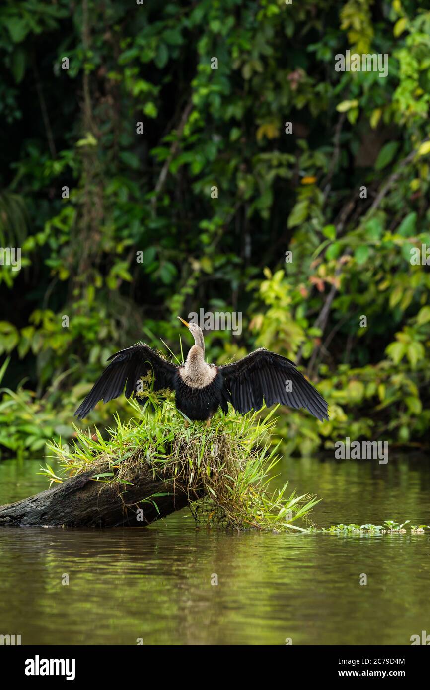 Une femelle Anhinga, Anhinga anhinga, se trouve sur une souche dans une rivière et se répand ses ailes pour sécher dans le parc national de Tortuguero, au Costa Rica Banque D'Images