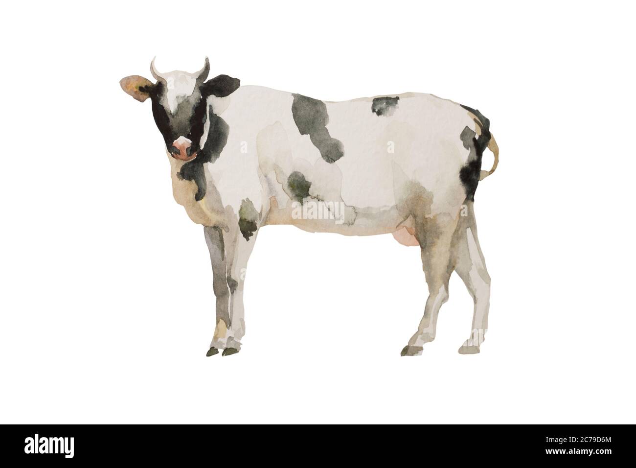 Aquarelle vache noir et blanc . Illustration originale d'un animal de ferme isolée sur fond blanc Banque D'Images