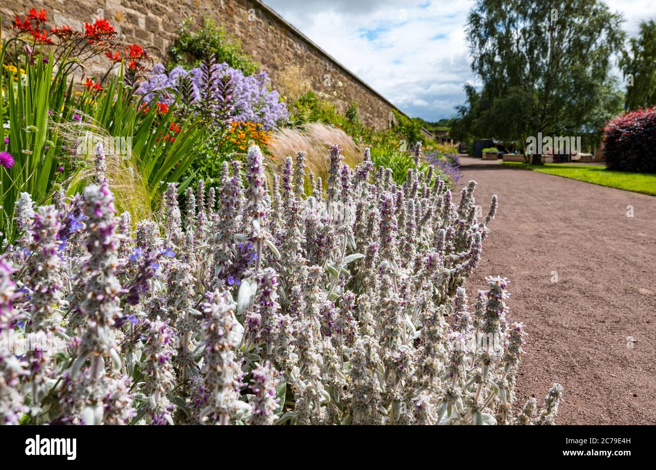 Haddington, East Lothian, Écosse, Royaume-Uni, 15 juillet 2020. Le jardin clos d'Amisfield rouvre : le jardin du XVIIIe siècle, l'un des plus grands d'Écosse, est géré et entretenu entièrement par des bénévoles. Il est maintenant ouvert 3 jours par semaine avec un système de réservation en ligne après que les restrictions de verrouillage ont été assouplies pendant la pandémie de Covid-19. Une bordure de fleur herbacée colorée le long d'un des hauts murs au soleil d'été Banque D'Images