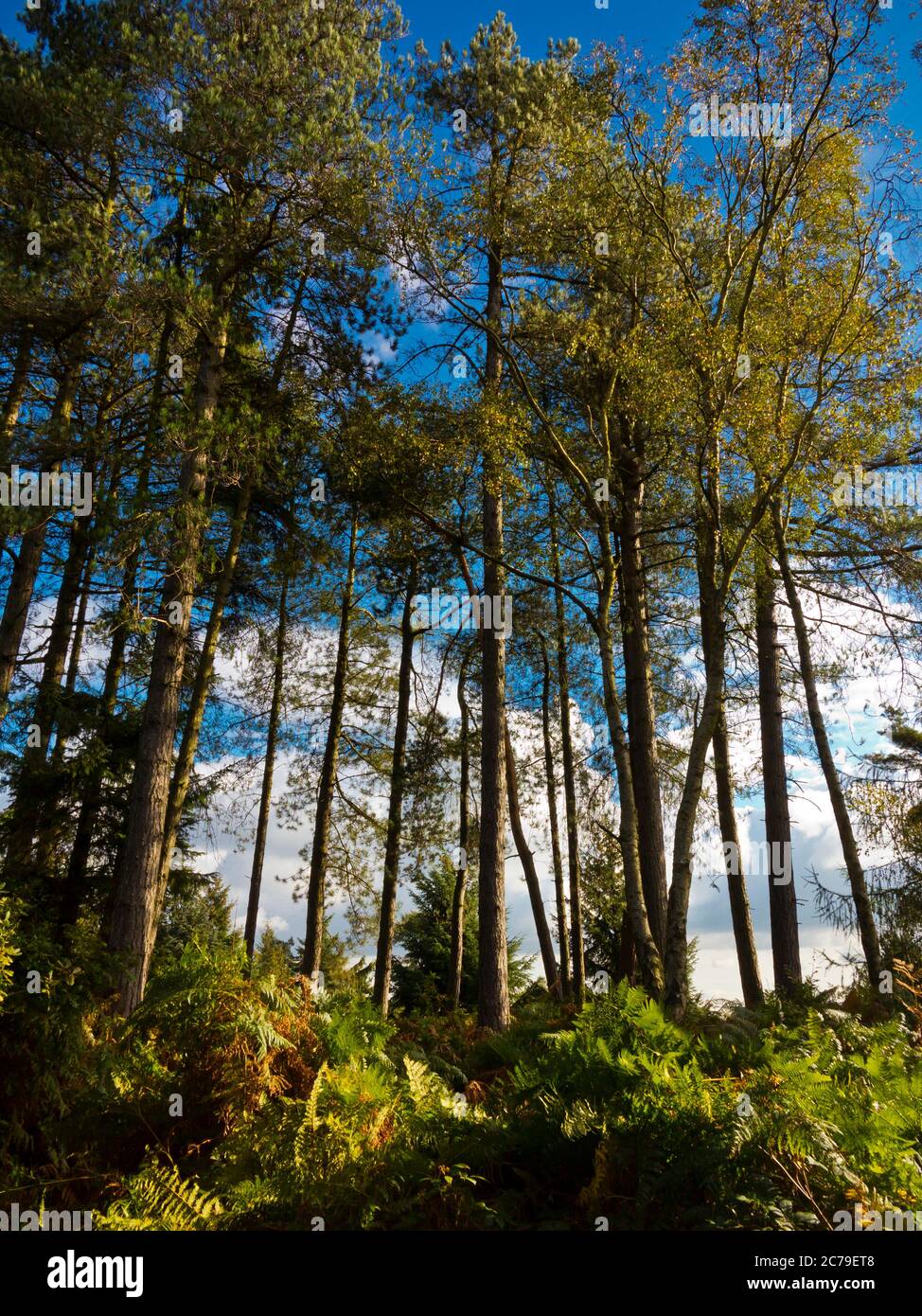 Arbres au parc national de Lickey Hills qui se trouve à dix milles au sud-ouest de la ville de Birmingham dans les Midlands de l'Ouest Angleterre. Banque D'Images